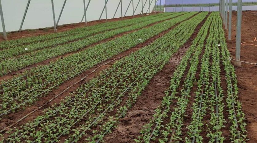 Expansive Land for Sale in Rumuruti